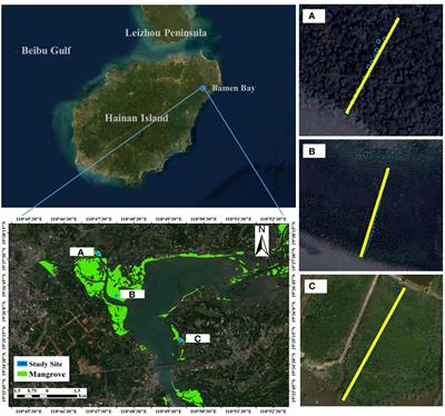 A re-evaluation of the tidal sorting hypothesis of mangrove zonation: propagule specific gravity matters